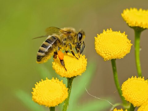 Bij op een gele bloem met stuifmeelkorfje, tegen een wazige groene achtergrond.