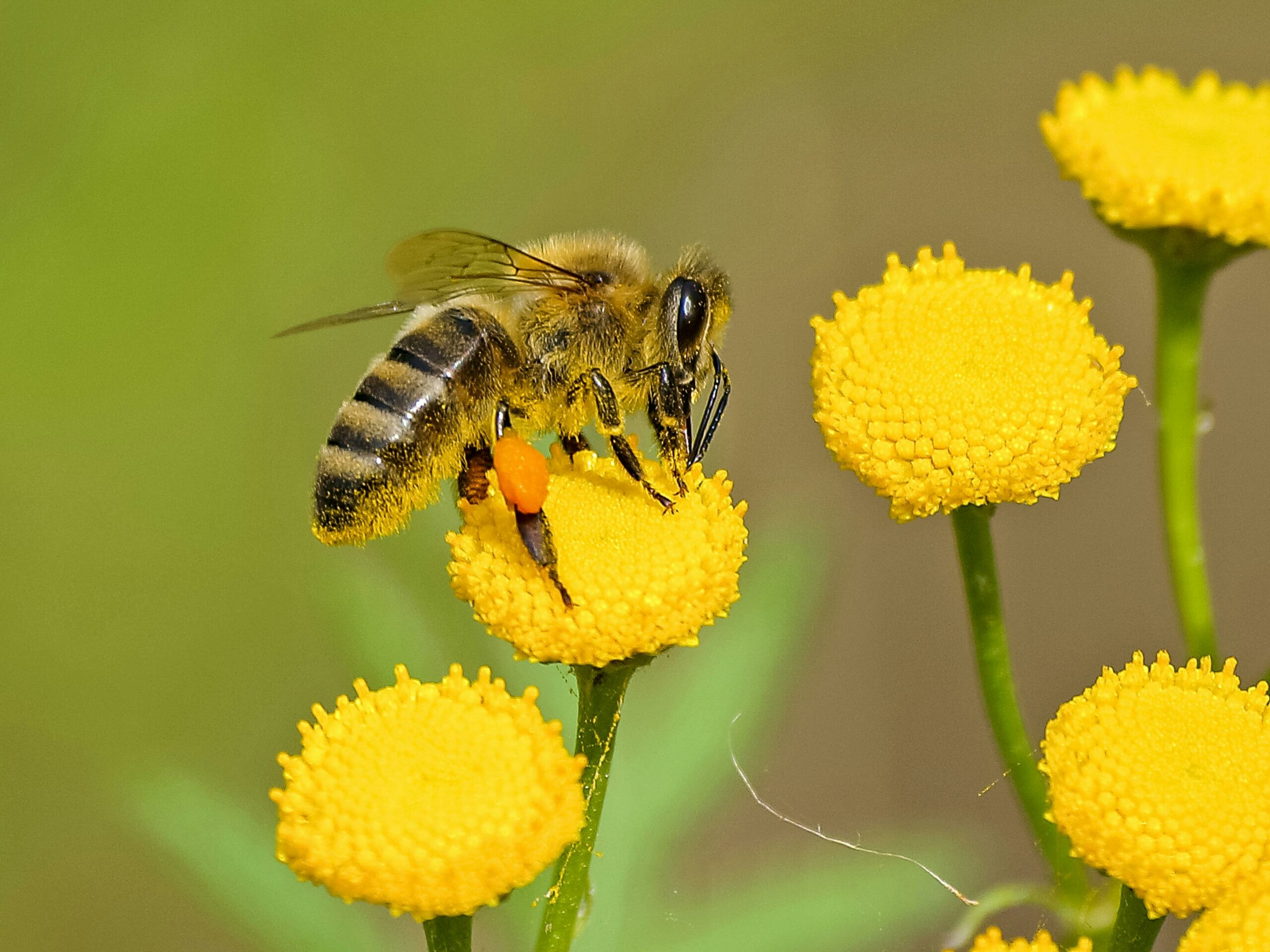 Bij op een gele bloem met stuifmeelkorfje, tegen een wazige groene achtergrond.