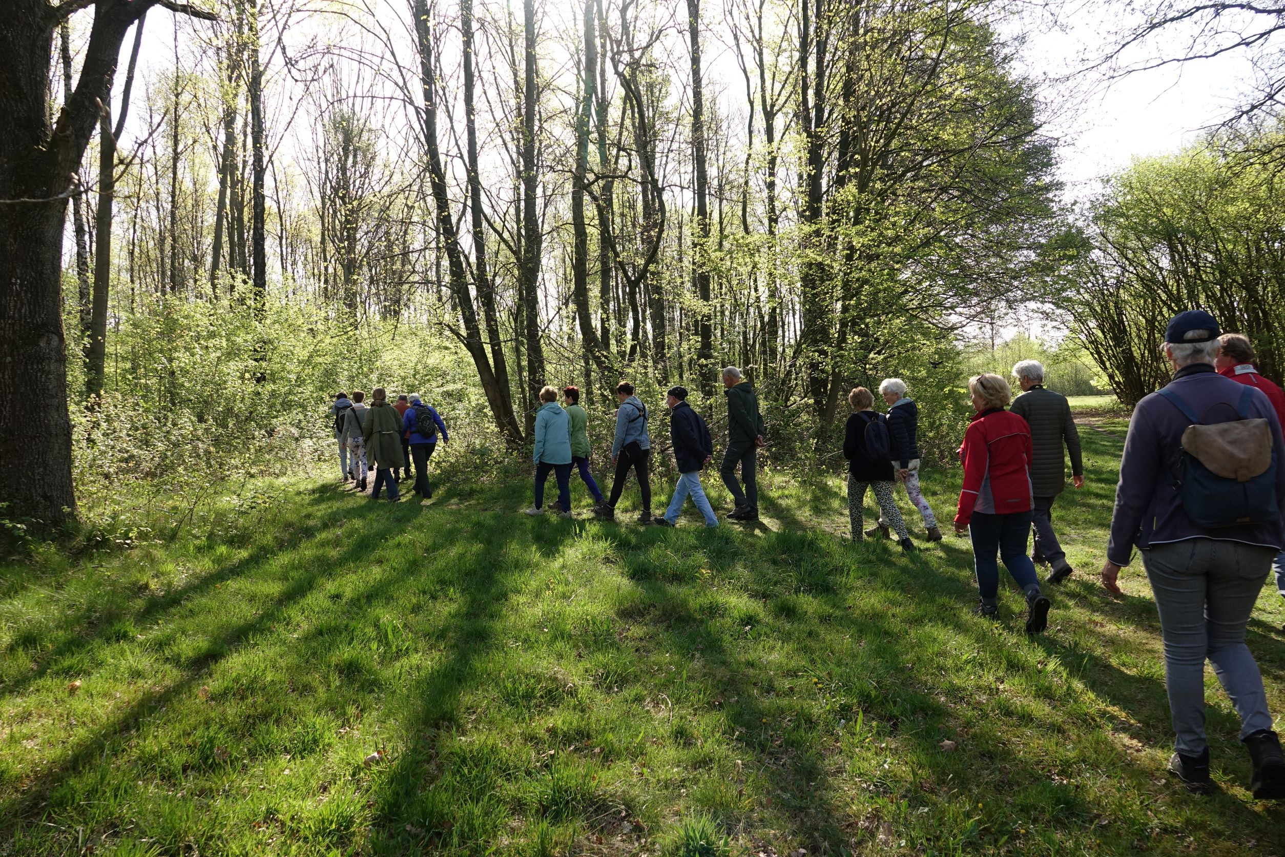 Groep mensen wandelt door zonverlicht bos in de lente, met groene begroeiing en schaduwen op gras.