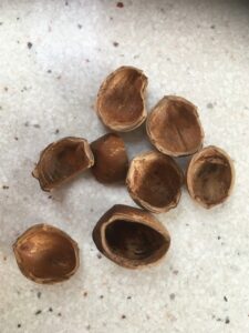 Hazelnoten