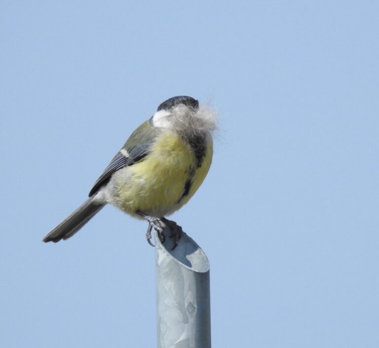 Koolmees met nestmateriaal op snavel, zittend op een metalen buis tegen een blauwe lucht.