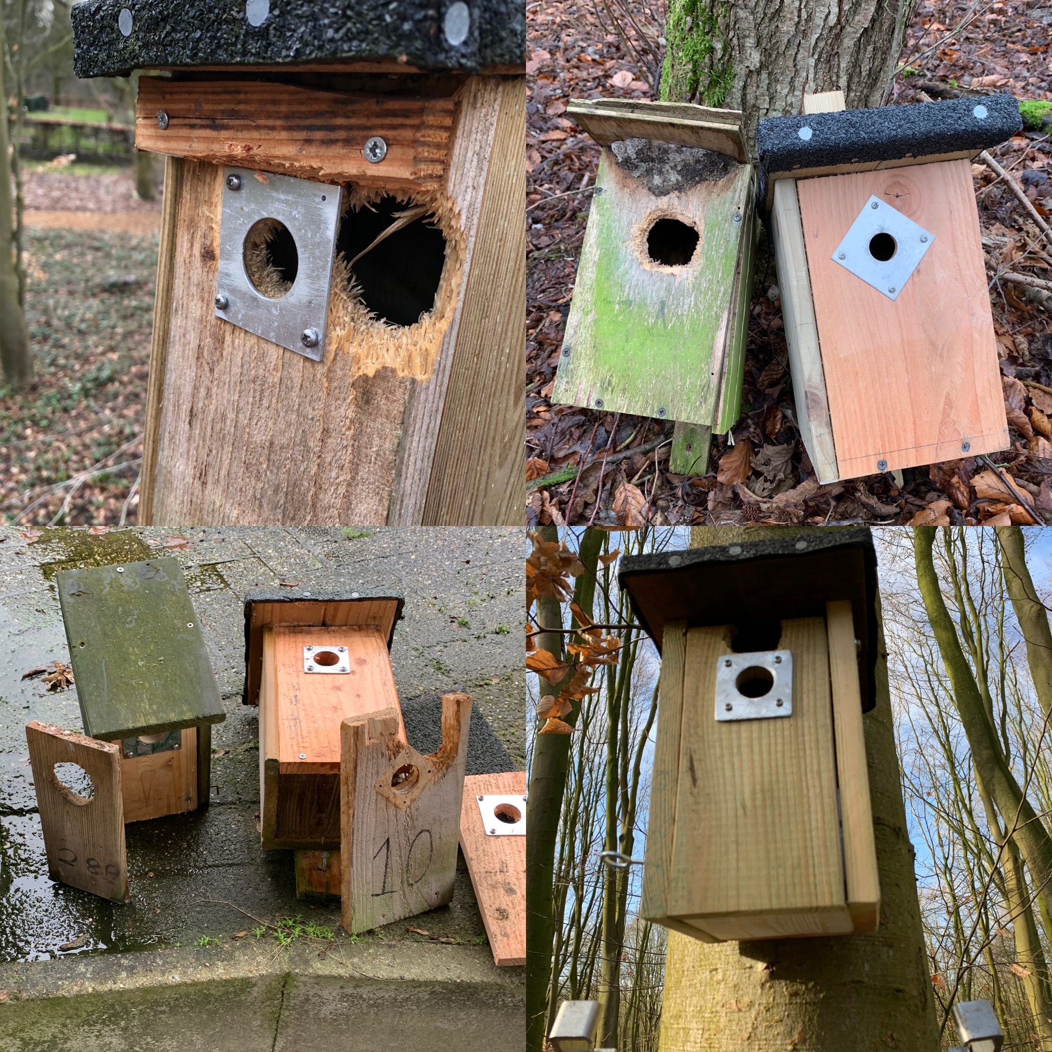 Vier vogelhuisjes, meest met beschadigde ingangen, in een bosrijke omgeving.