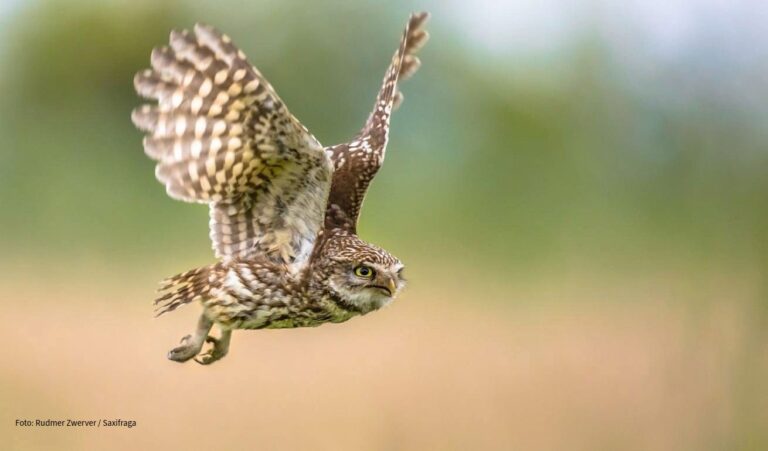Een uil vliegt laag over een veld met een wazige groene achtergrond.