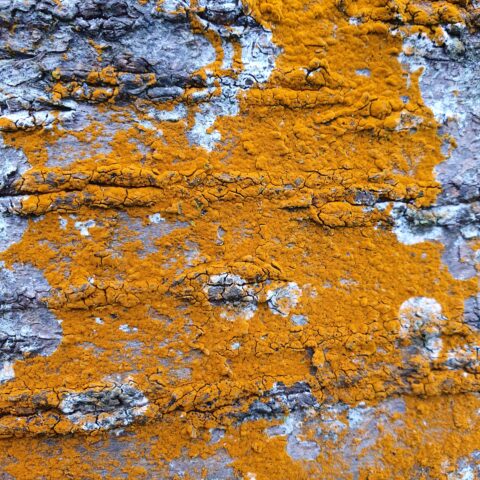 Oranje mos en lichen op ruwe boomschors, met grijze en witte tinten ertussen.