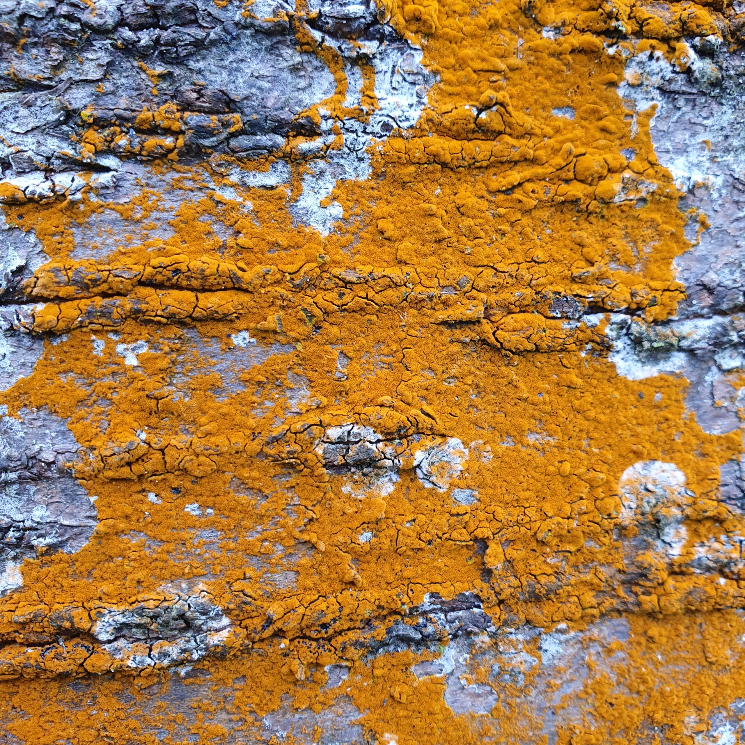 Oranje mos en lichen op ruwe boomschors, met grijze en witte tinten ertussen.