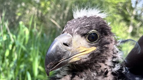 Close-up van een jonge vogel met donzige veren, tegen een achtergrond van groen gebladerte.