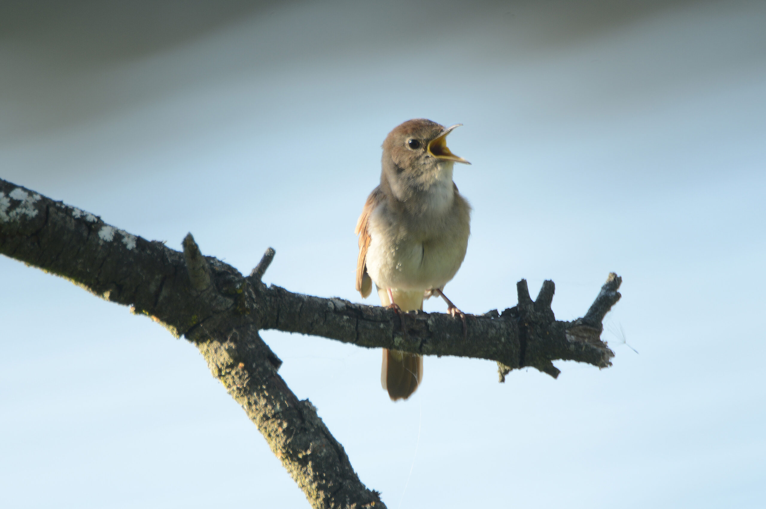 Kleine vogel zingt luid op een met mos bedekte tak tegen een wazige achtergrond.