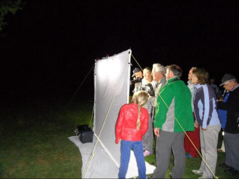 Groep mensen observeert insecten op een verlicht wit doek in het donker buiten.