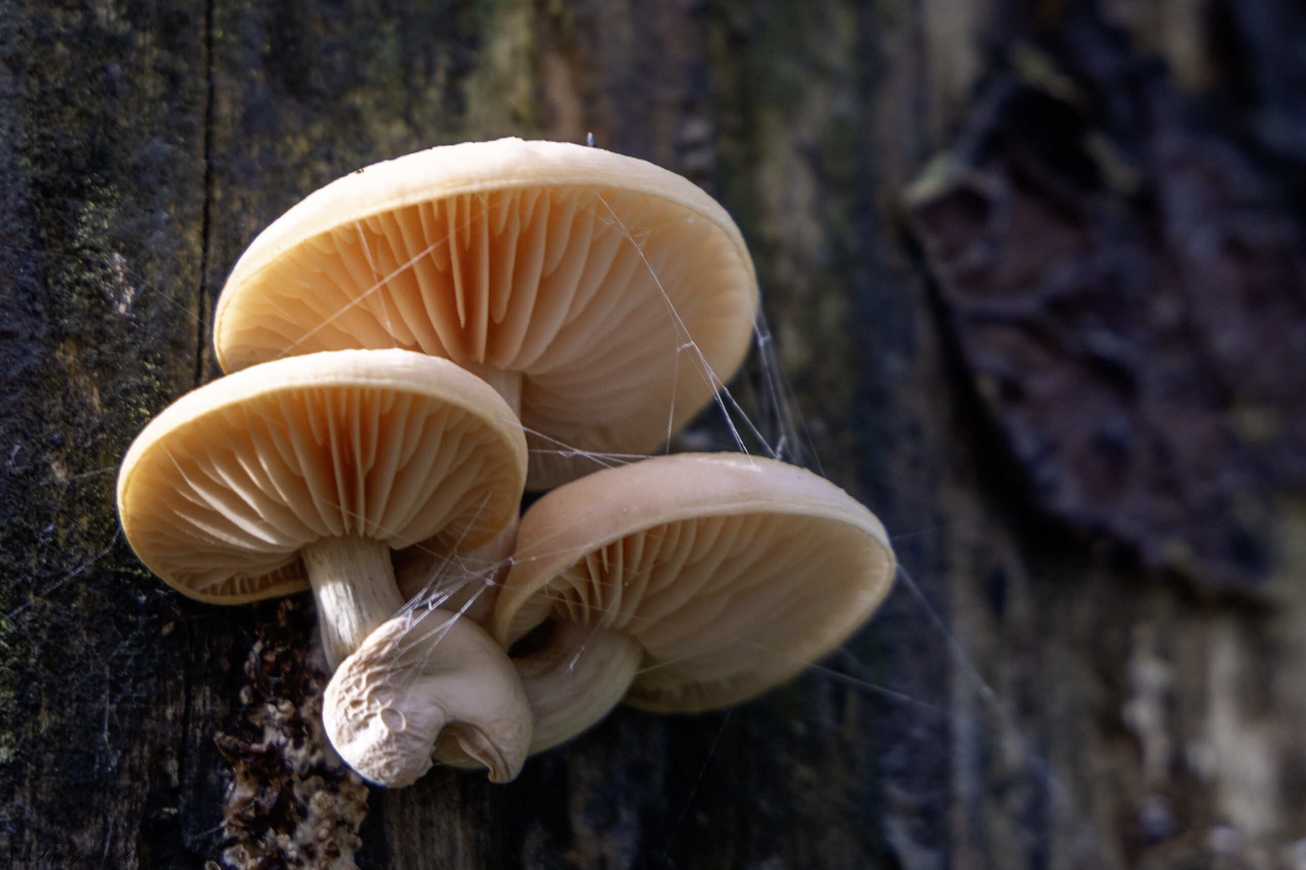 Bleekbruine paddenstoelen groeien op een boomstam, bedekt met fijne spinnenwebben.