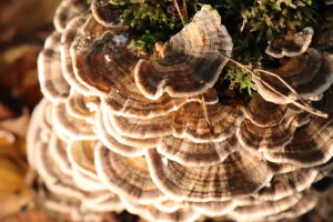 Close-up van een elfenbankje paddenstoel, met concentrische, bruine lagen en groene mos.