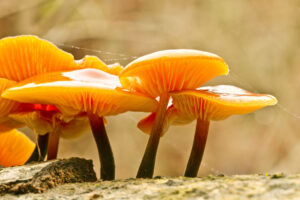 Oranje paddenstoelen groeien op een boomstam, met druppels op een fijn web ertussen.