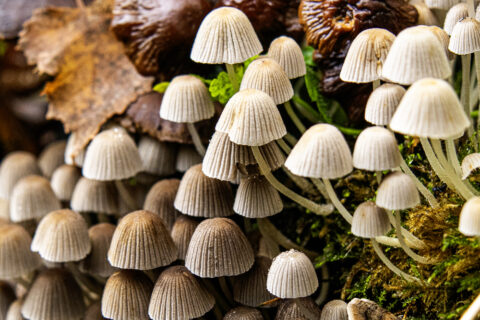 Groepje witte paddenstoelen groeit tussen herfstbladeren en mos.