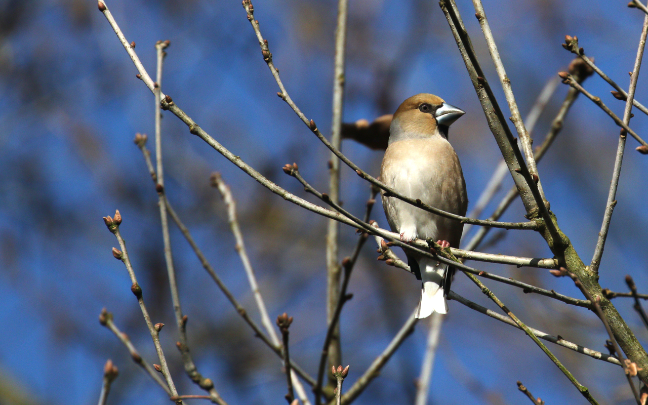 Nieuwsbrief vogelwerkgroep