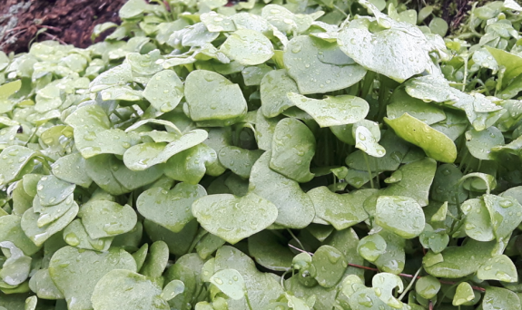 Winterpostelein bladrozetten