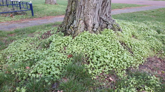 Winterpostelein boomspiegel