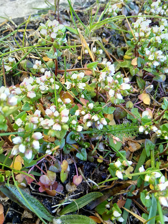 Deens lepelblad