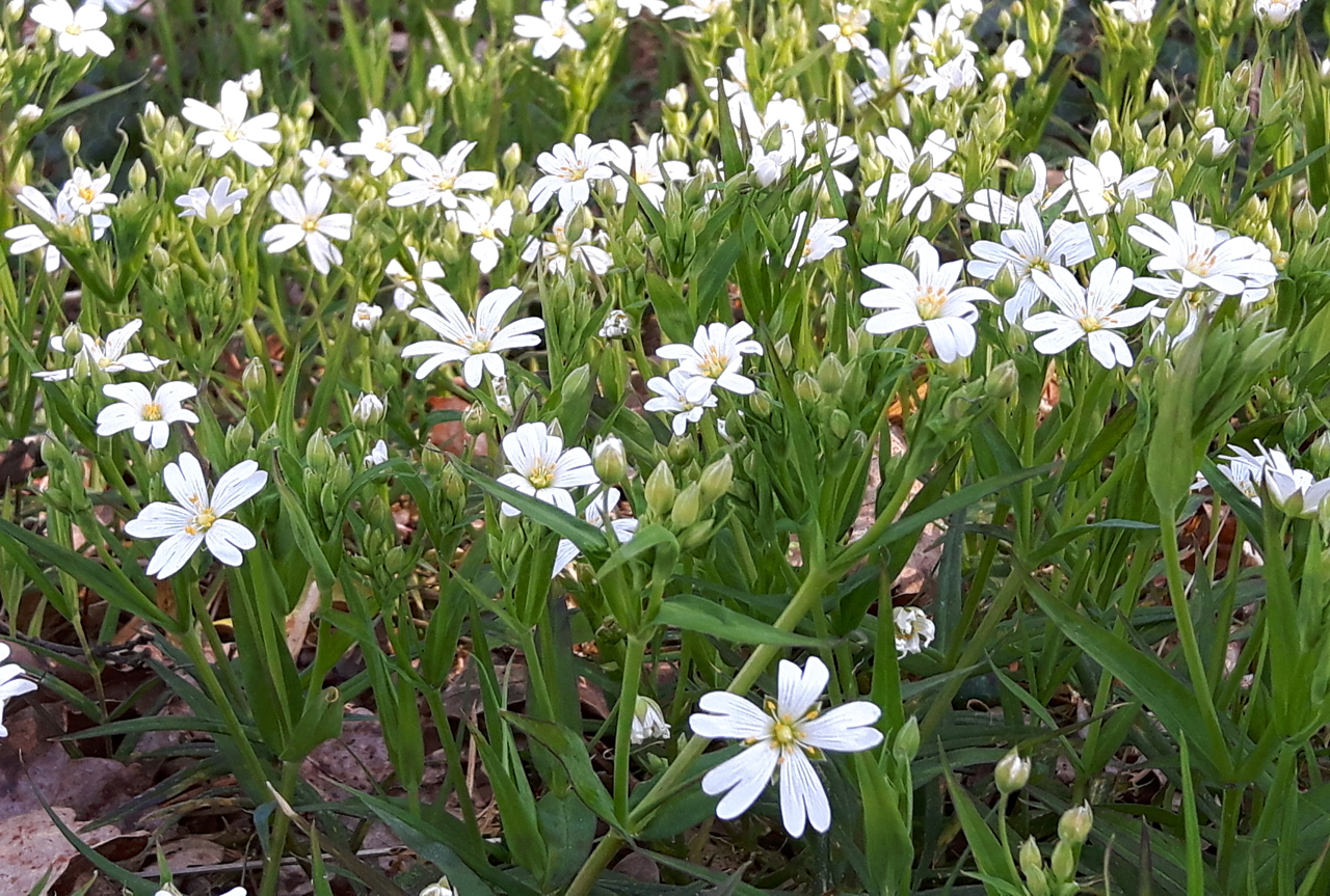 Witte bloeiers in april