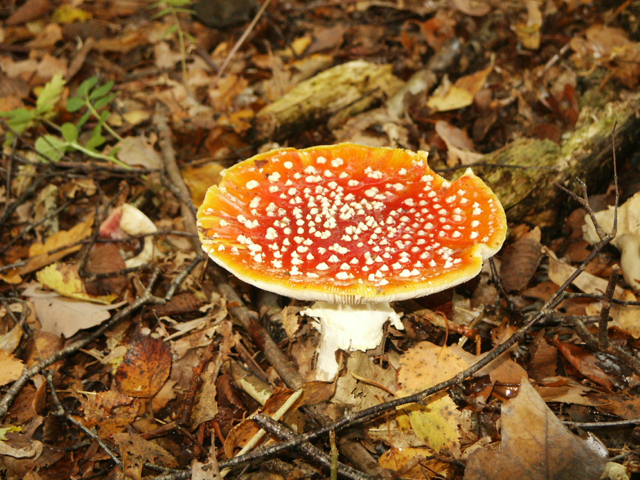 Paddenstoelenexcursie in het Kniphorstbos