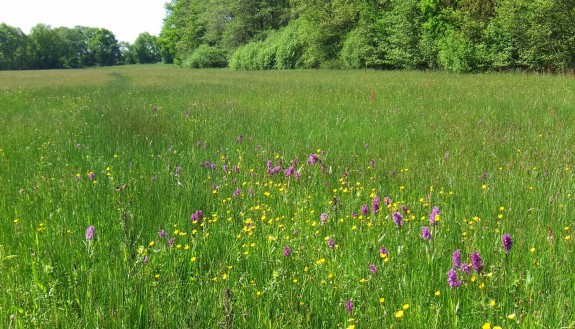 Orchideeënveld