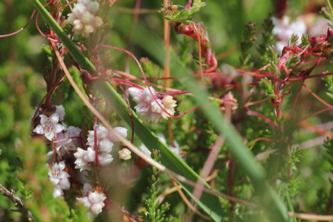 Florawerkgroep