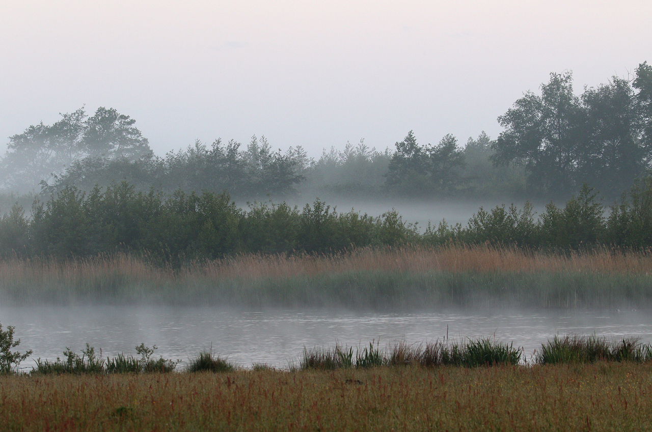 Mistige oever met gras en bomen weerspiegeld in water bij zonsopgang.