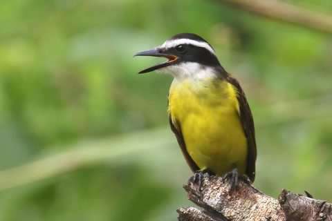 Gekleurde vogel met gele borst en open snavel, zittend op een tak, groene achtergrond.