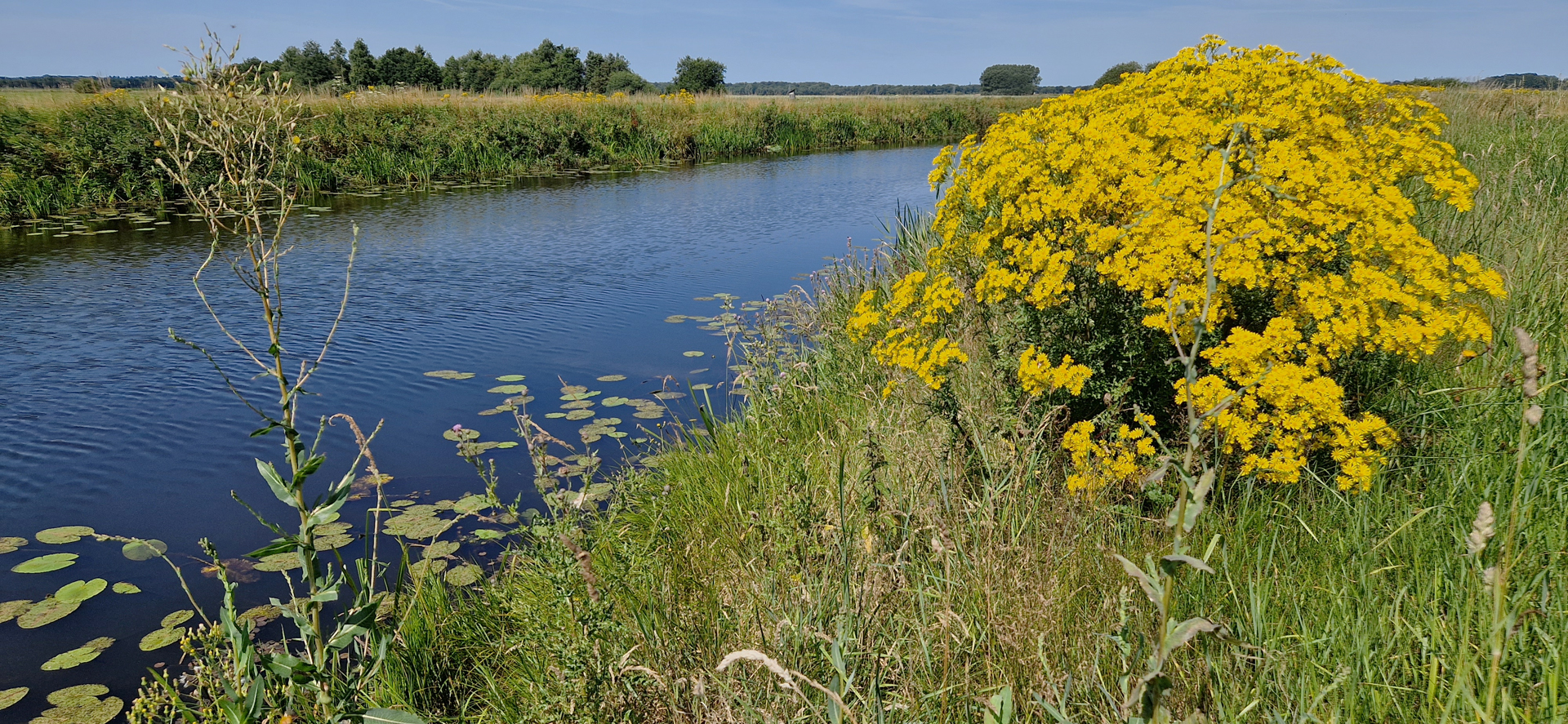 Een riviertje omgeven door gras en grote gele bloemen onder een blauwe hemel.