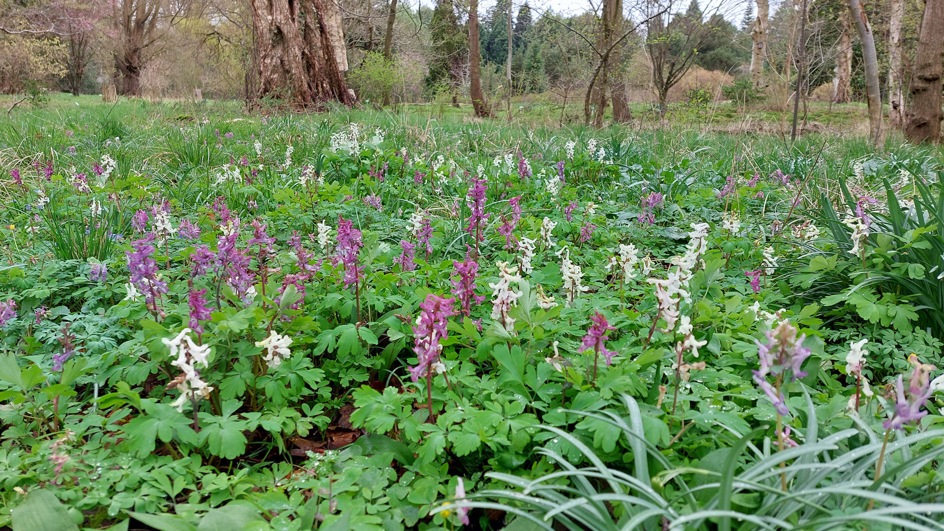 Veld met paarse en witte bloemen in bosrijke omgeving, omringd door gras en bomen.