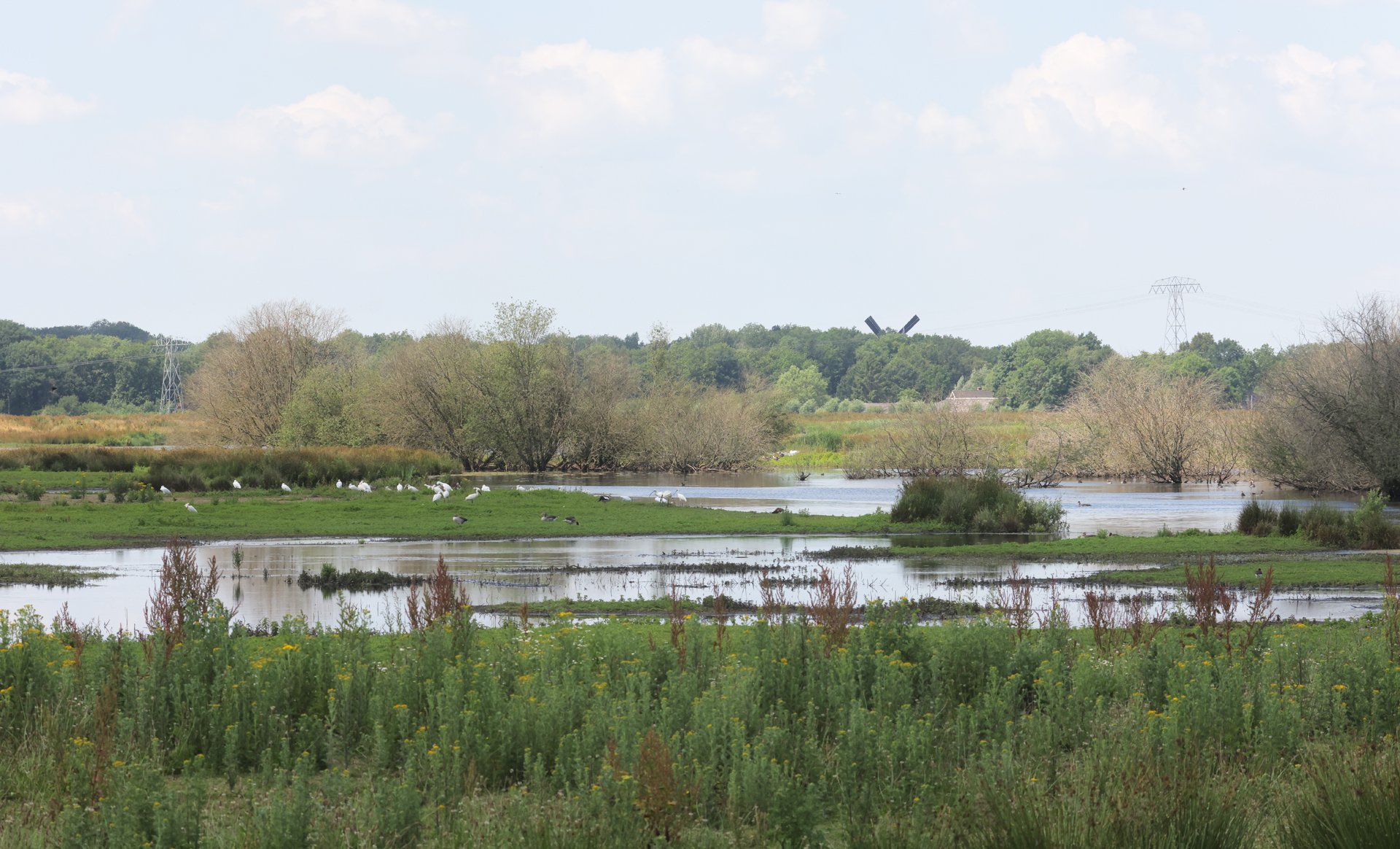 Moeraslandschap met gras, bomen, vogels, water, en een verre windmolen onder een blauwe hemel.