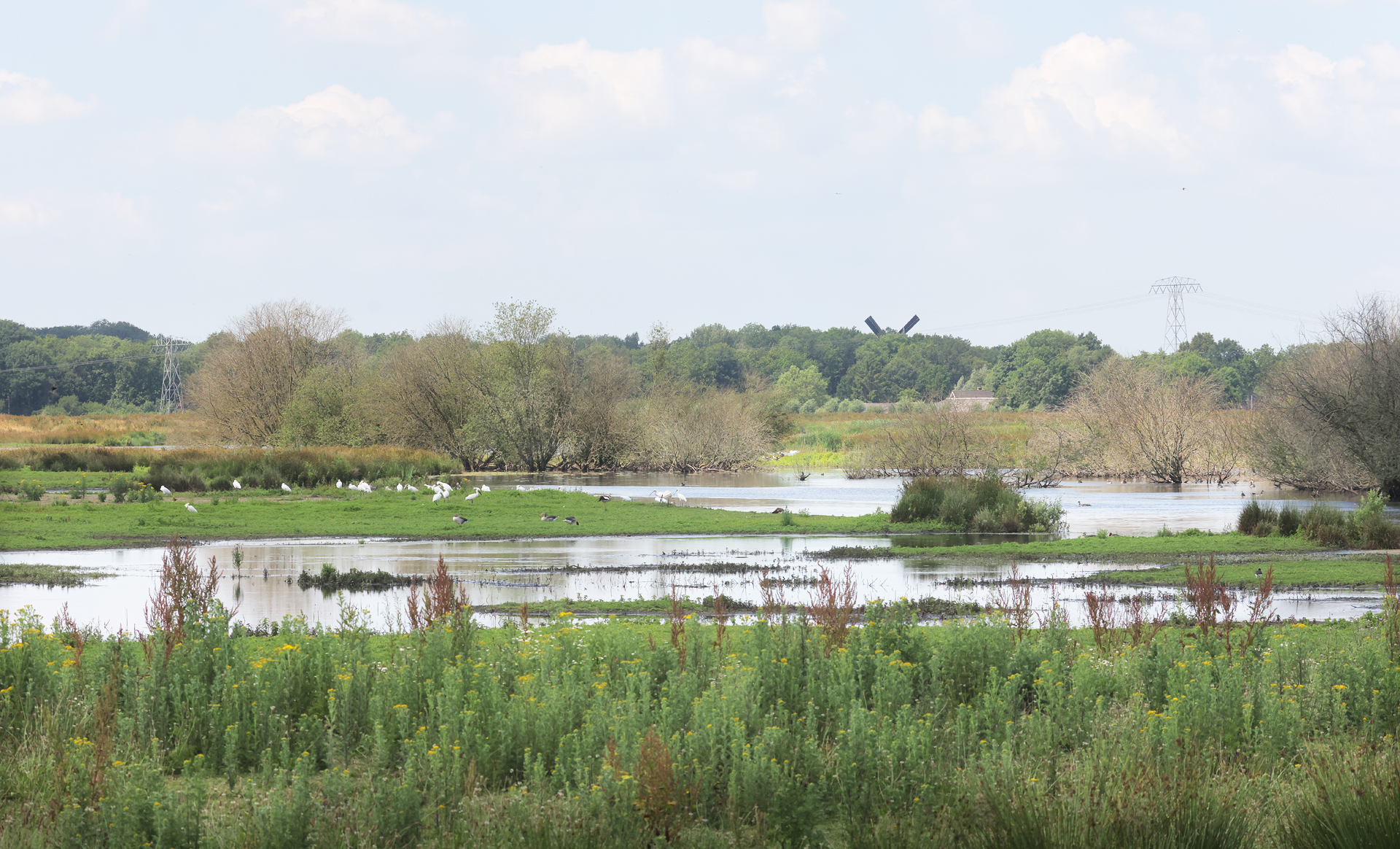 Natuurlandschap met graslanden, een vijver, vogels, bomen en een windmolen op de achtergrond.