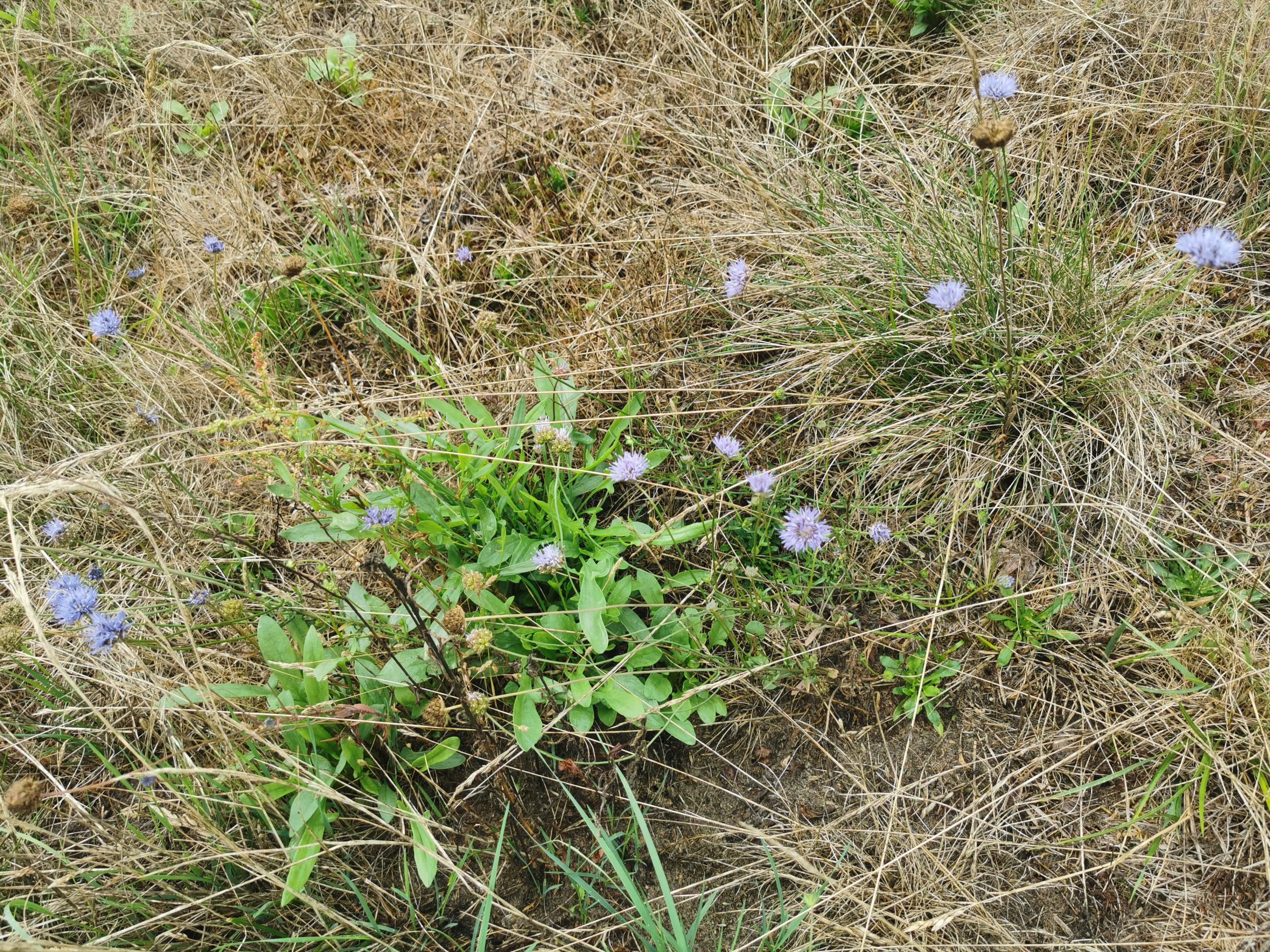 Paarse bloemen bloeien tussen dor gras op een veld.
