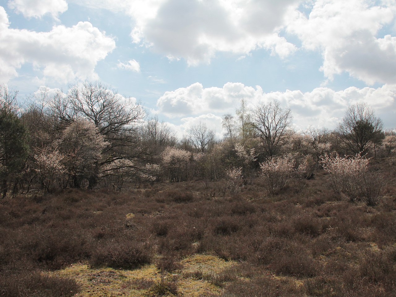 Bosrijk landschap met bloeiende heide en bomen onder een bewolkte hemel.