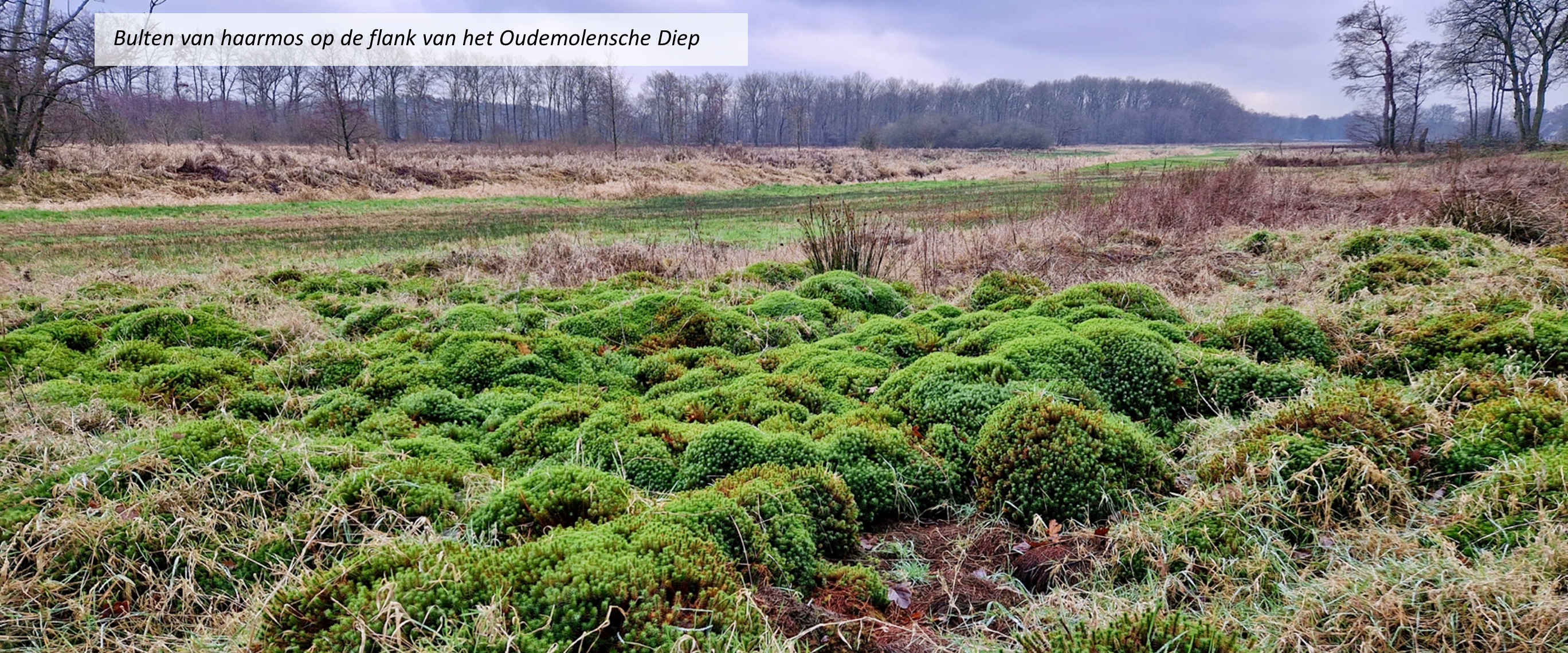 Groene mosbulten op een veld, omringd door kale bomen en gras, onder een bewolkte hemel.