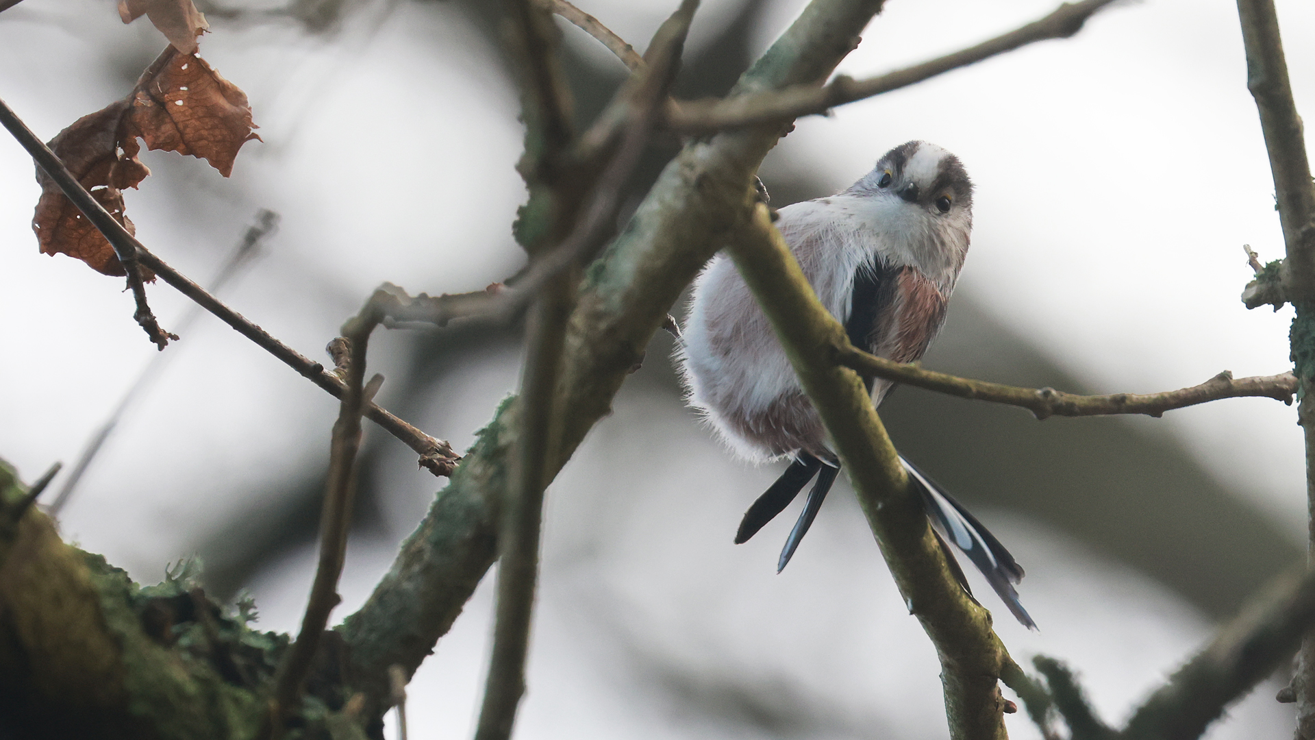 Staartmees zit op een dunne tak, omringd door dorre bladeren en een rustige achtergrond.