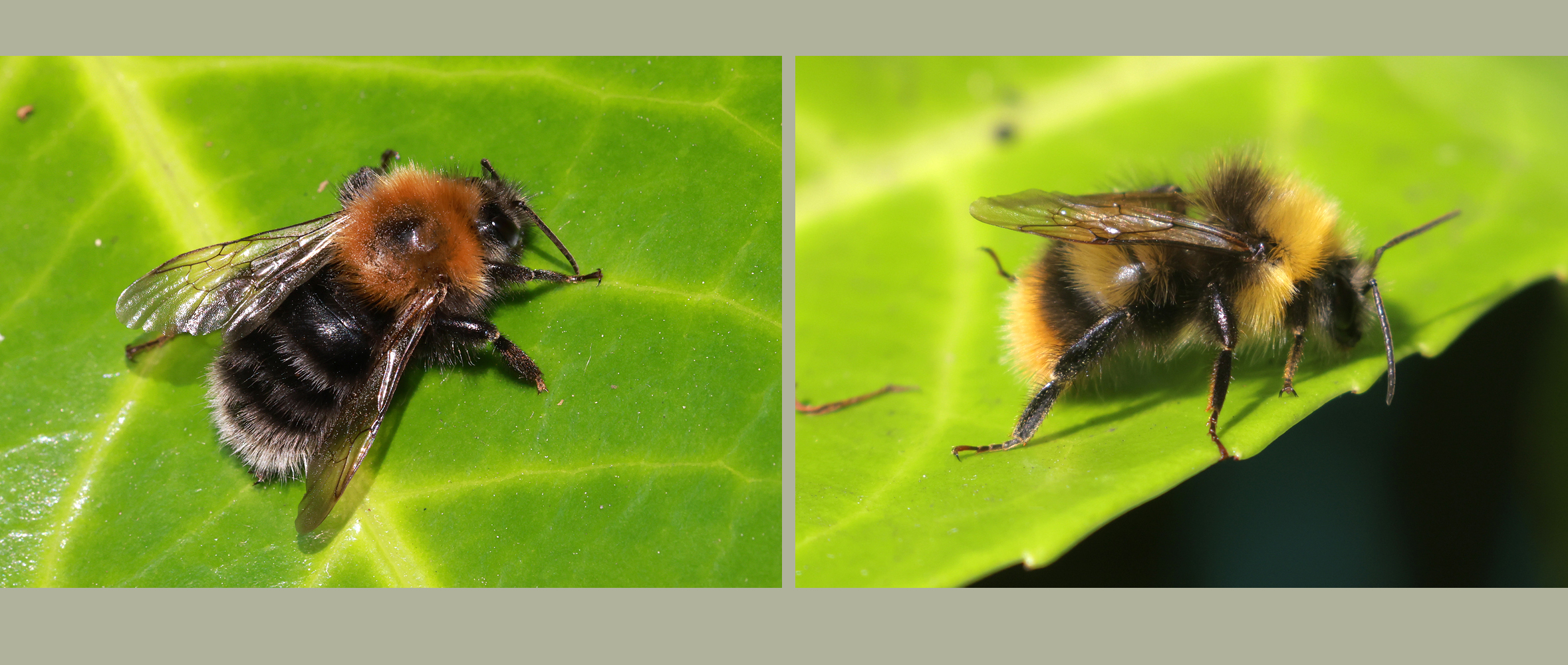 Twee close-ups van hommels op groene bladeren, links en rechts in beeld.
