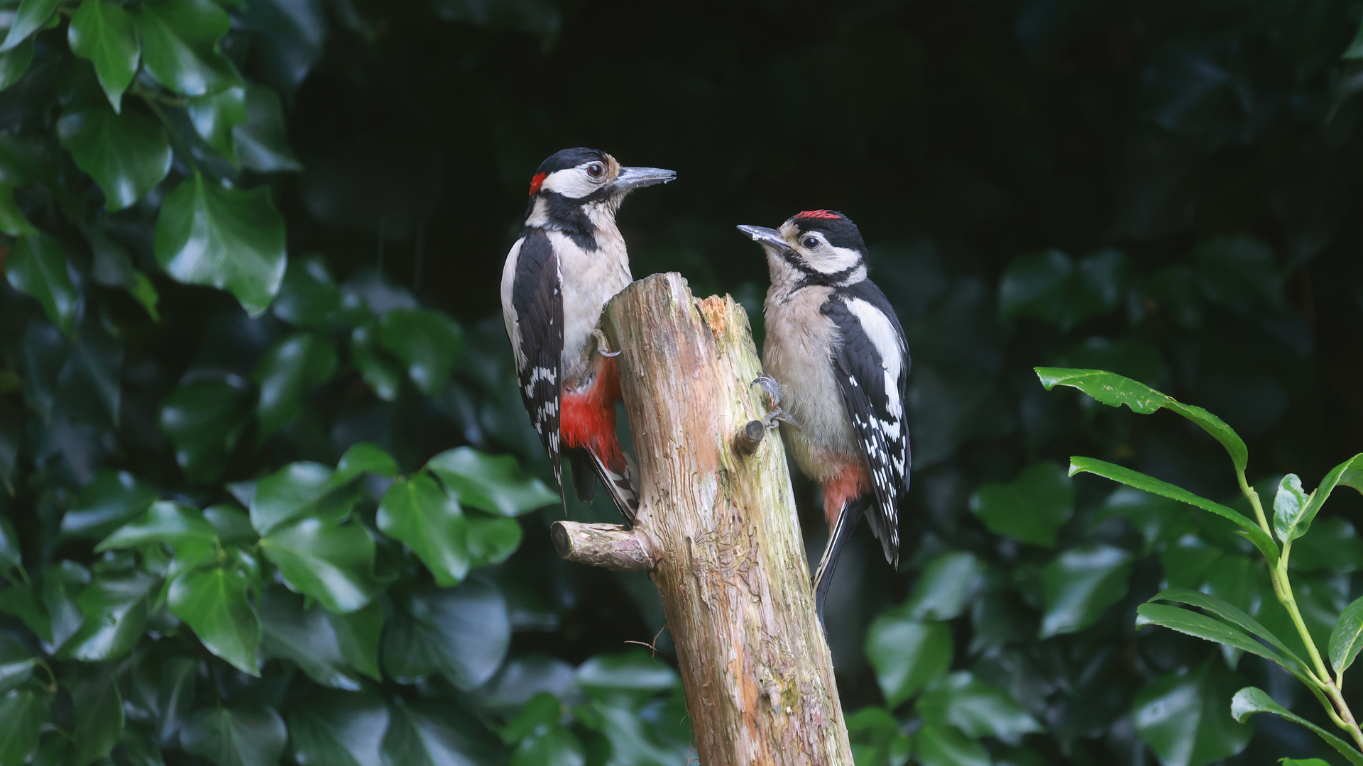 Twee grote bonte spechten op een boomstronk, omgeven door groen blad.