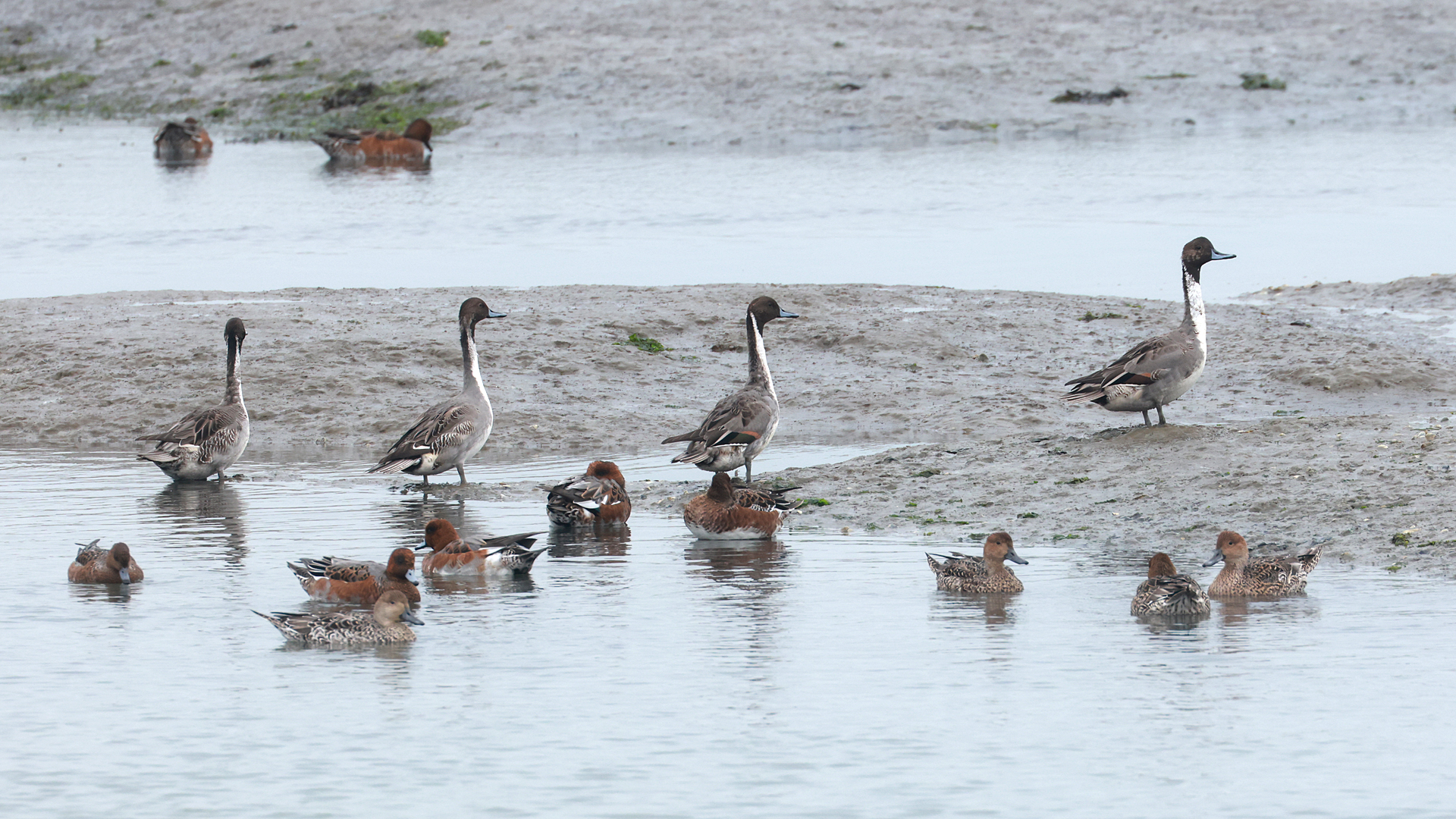 Vogels rusten en dobberen in ondiep water op een modderige kustlijn, met enkele eenden in de achtergrond.