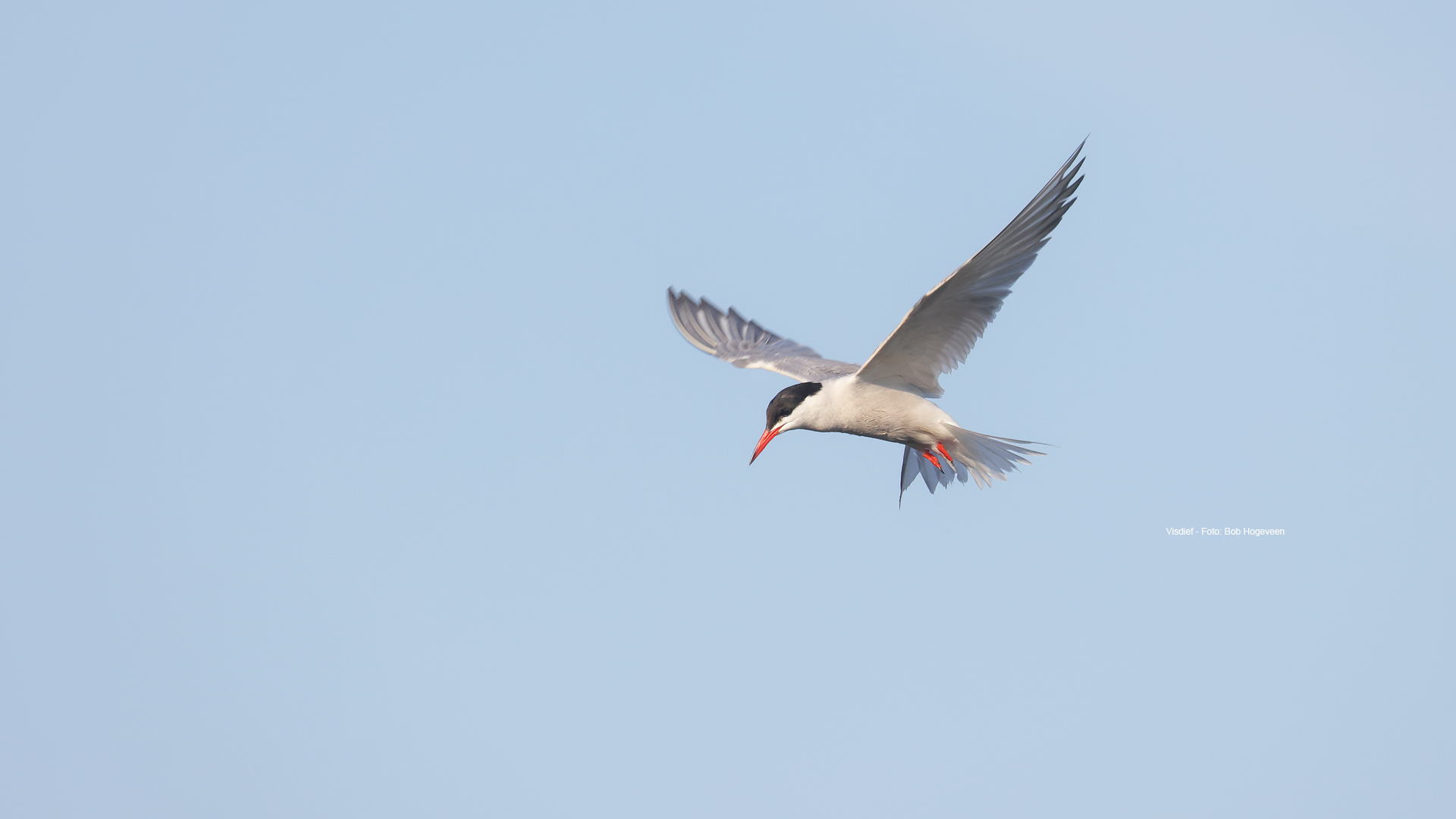 Een vissend vogeltje met rode snavel vliegt tegen een blauwe hemel.