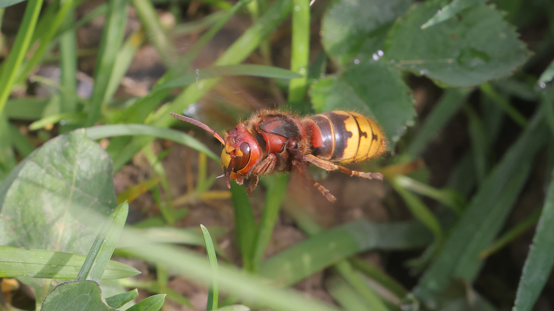 Grote wesp op een achtergrond van groen gras en bladeren.