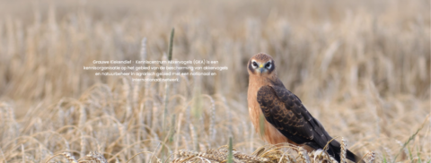 Bruine roofvogel in een graanveld kijkt recht vooruit; informatieve tekst over vogelbescherming.