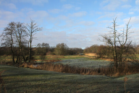 Boslandschap met kale bomen en gras onder een blauwe, lichtbewolkte hemel.