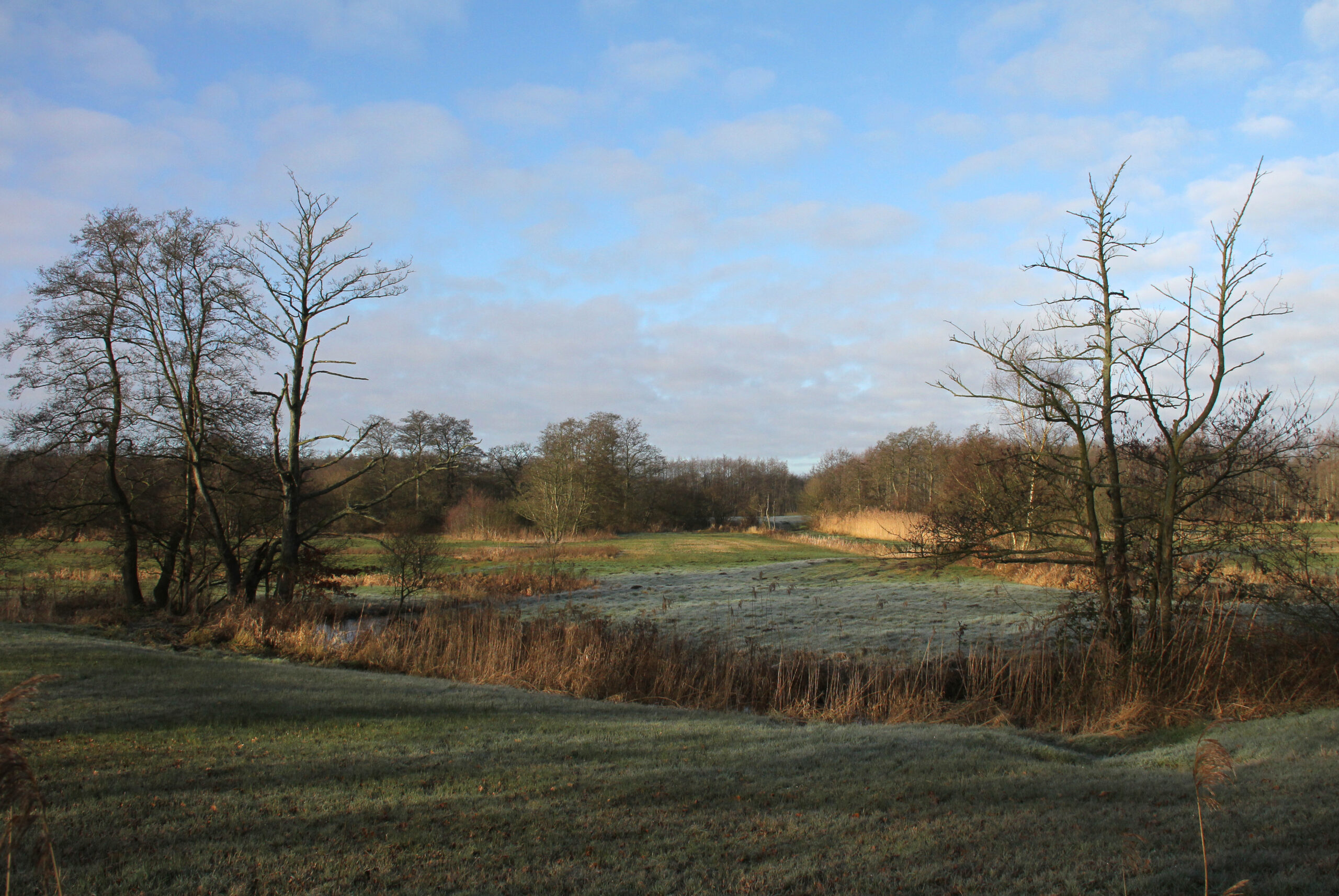 Boslandschap met kale bomen en gras onder een blauwe, lichtbewolkte hemel.
