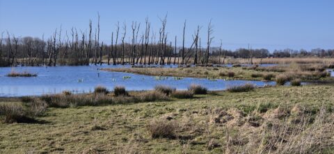Moerassig landschap met kale bomen in het water en grasland onder een blauwe hemel.
