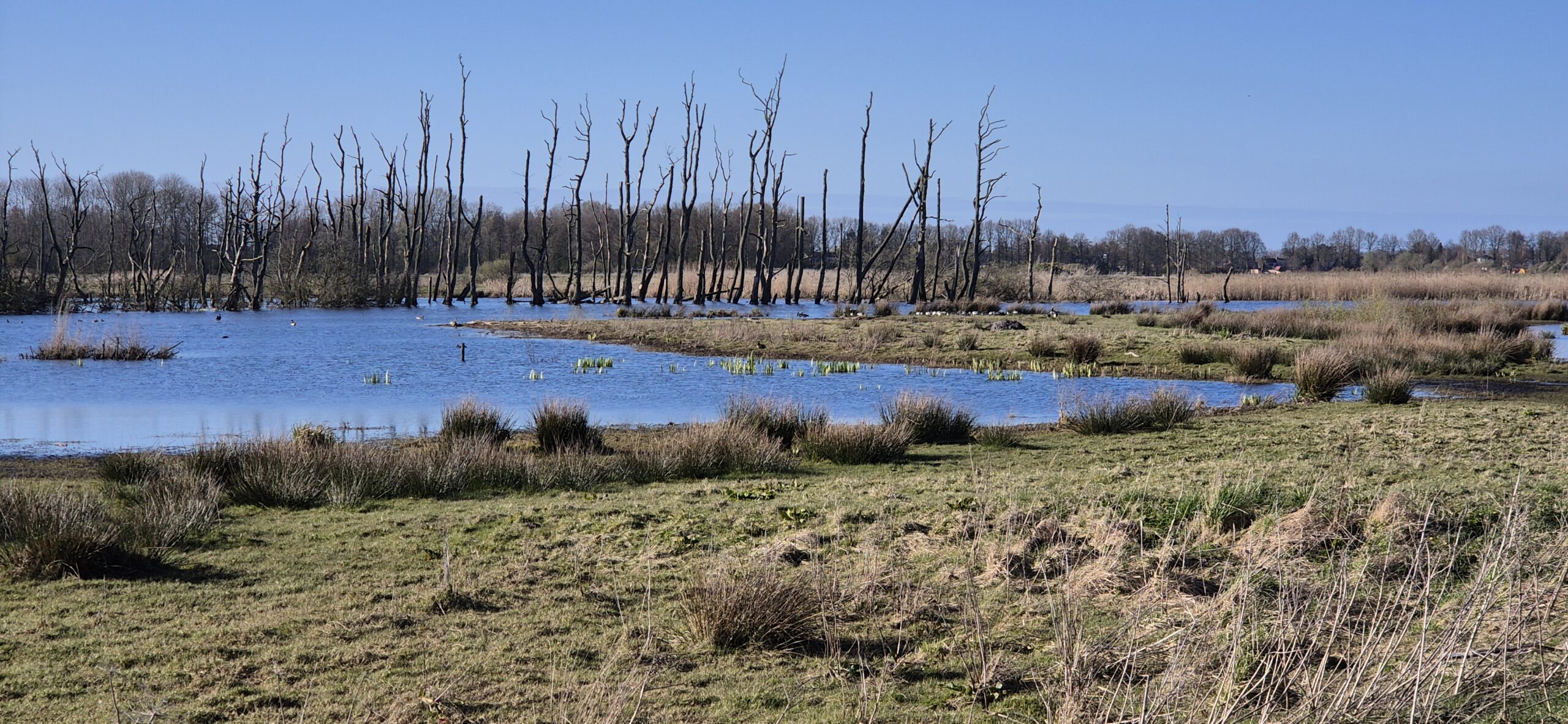Moerassig landschap met kale bomen in het water en grasland onder een blauwe hemel.