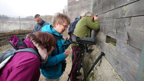 Oehoe in de groeve Winterswijk