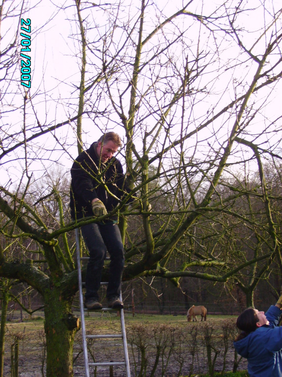 Fruitbomen snoeien