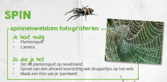 Dauw op spinnenweb