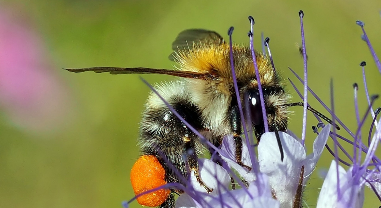 17 en 18 april Nationale Bijentelling 2021