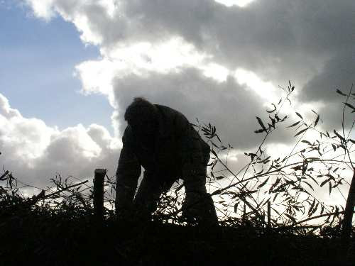 Theo Vermeulen op Burgers container
