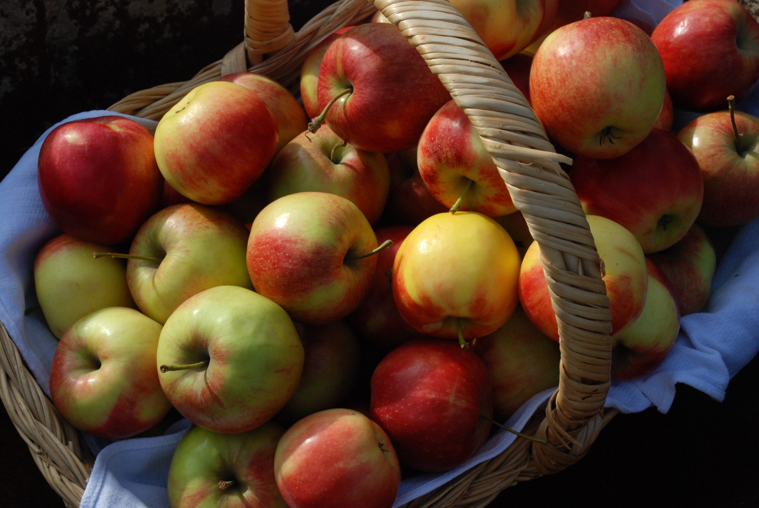 Mand met rood-groene appels, gestapeld op een blauw doek.